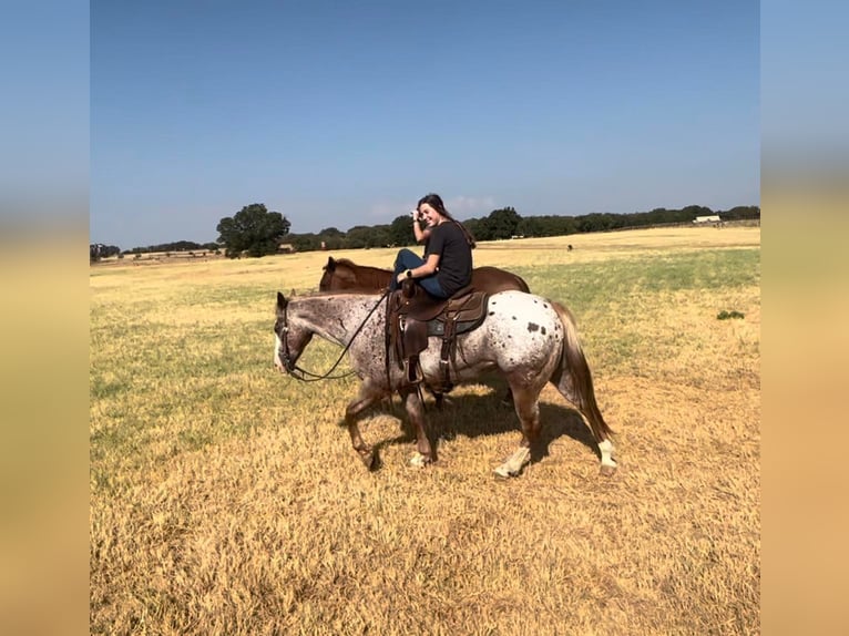 American Quarter Horse Wallach 11 Jahre Roan-Red in Ravenna