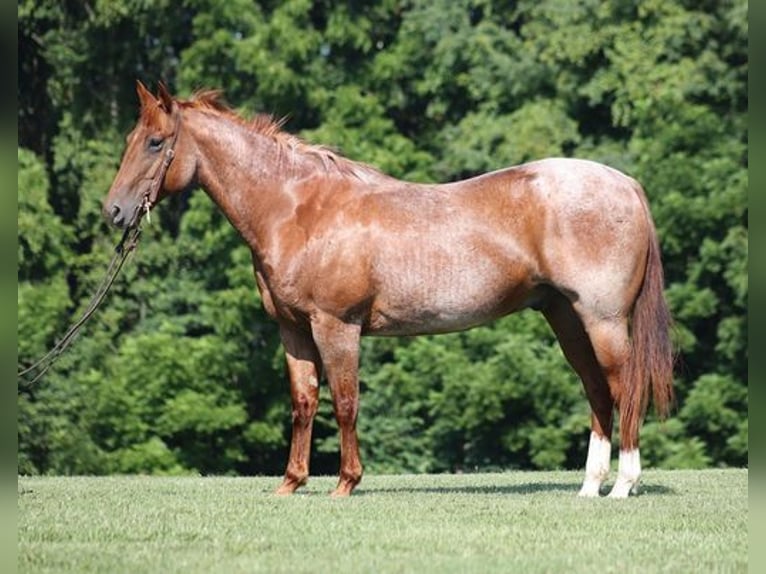 American Quarter Horse Wallach 11 Jahre Roan-Red in Mount Vernon, KY