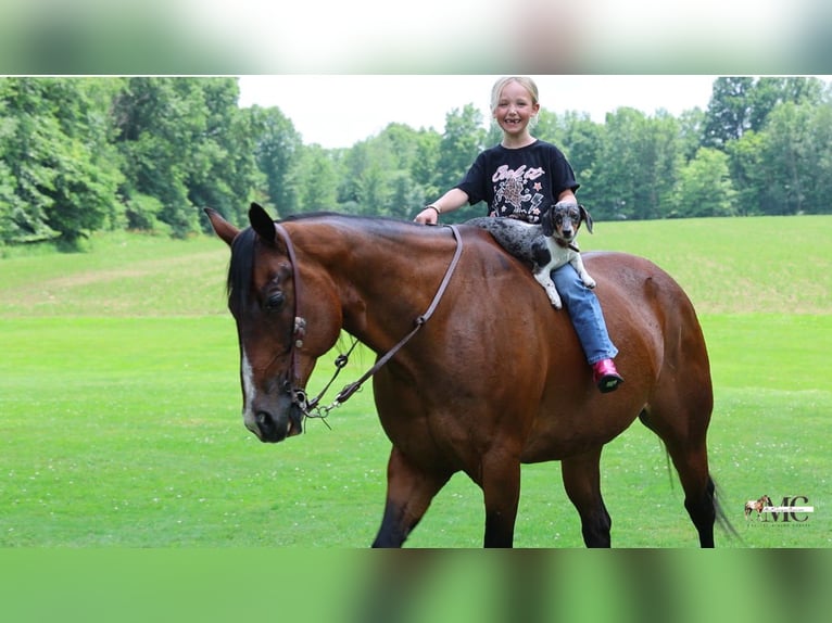 American Quarter Horse Wallach 11 Jahre Rotbrauner in North Bloomfield
