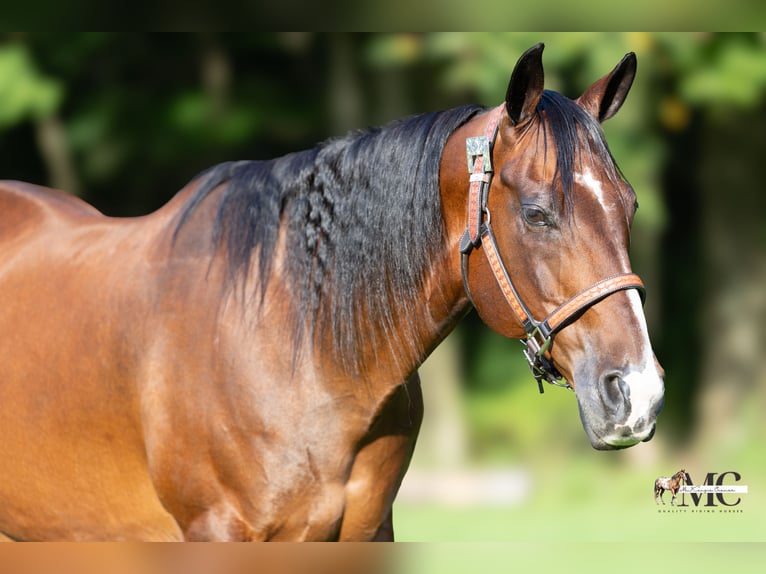 American Quarter Horse Wallach 11 Jahre Rotbrauner in North Bloomfield