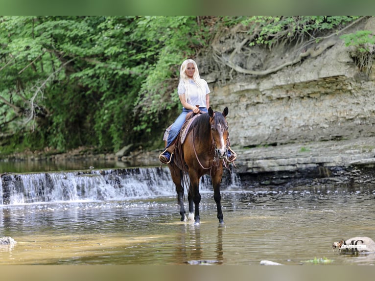 American Quarter Horse Wallach 11 Jahre Rotbrauner in North Bloomfield