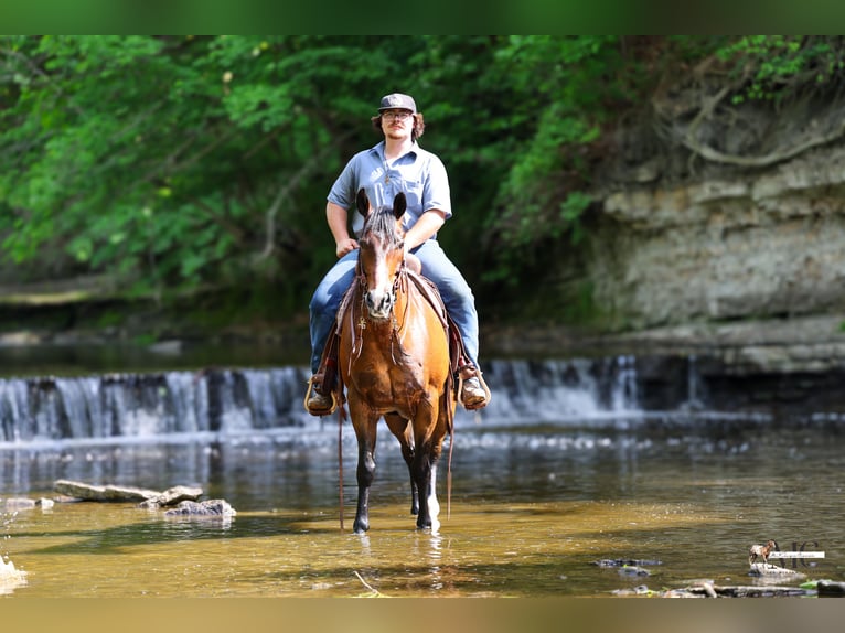 American Quarter Horse Wallach 11 Jahre Rotbrauner in North Bloomfield