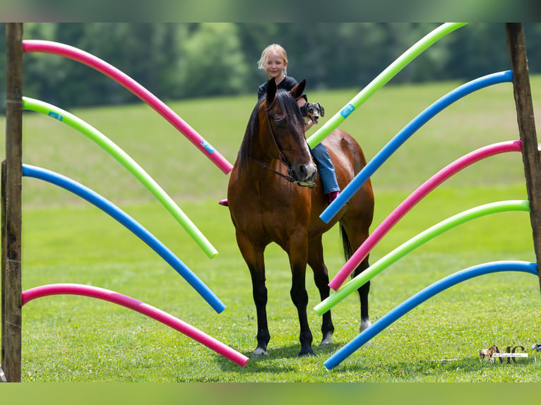 American Quarter Horse Wallach 11 Jahre Rotbrauner in North Bloomfield