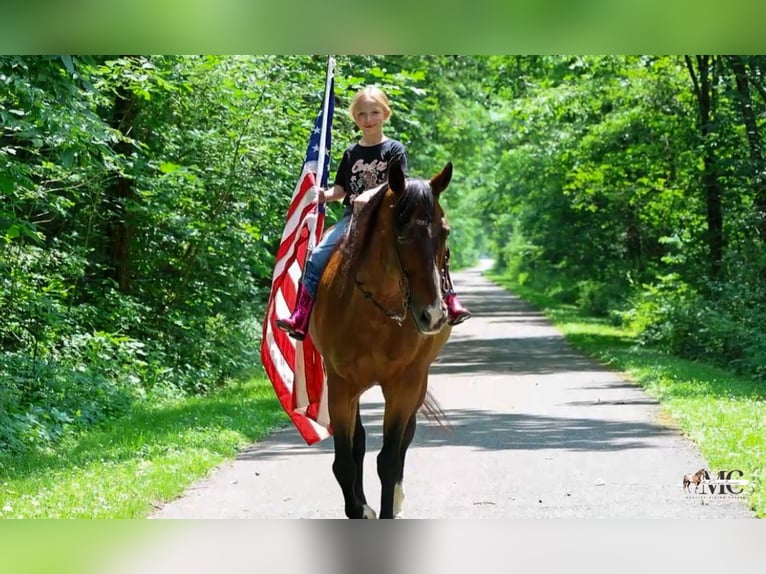 American Quarter Horse Wallach 11 Jahre Rotbrauner in North Bloomfield