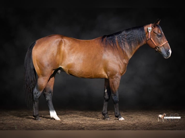 American Quarter Horse Wallach 11 Jahre Rotbrauner in North Bloomfield
