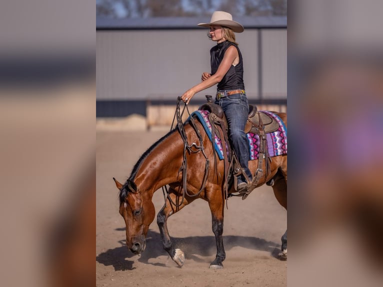 American Quarter Horse Wallach 11 Jahre Rotbrauner in Canistota