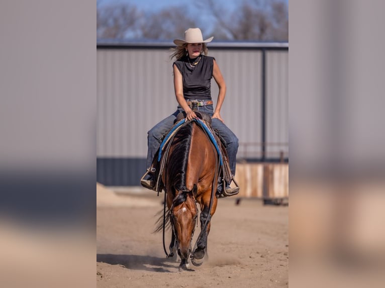American Quarter Horse Wallach 11 Jahre Rotbrauner in Canistota