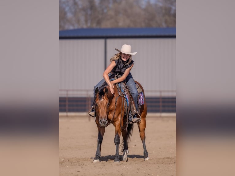 American Quarter Horse Wallach 11 Jahre Rotbrauner in Canistota