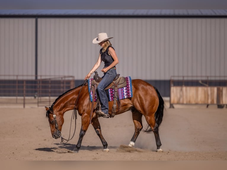 American Quarter Horse Wallach 11 Jahre Rotbrauner in Canistota
