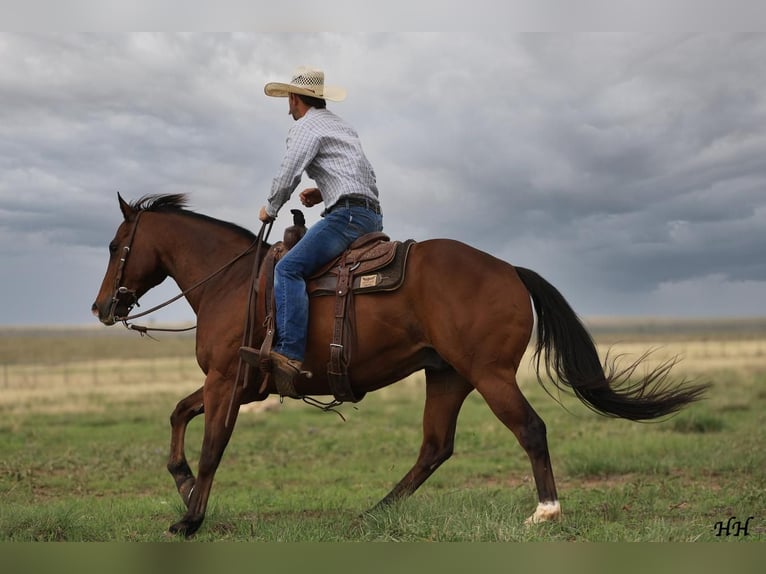 American Quarter Horse Wallach 11 Jahre Rotbrauner in Canyon, TX