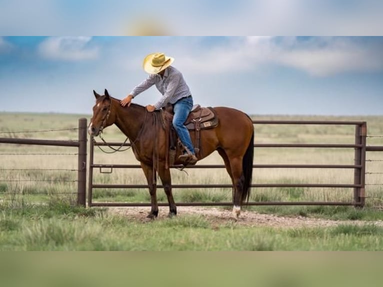 American Quarter Horse Wallach 11 Jahre Rotbrauner in Canyon, TX