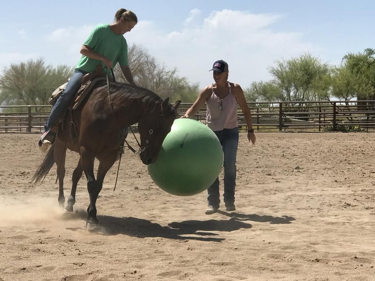 American Quarter Horse Wallach 11 Jahre Rotbrauner in Scottsdale, AZ