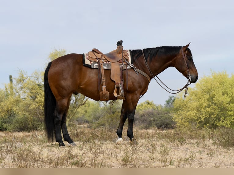American Quarter Horse Wallach 11 Jahre Rotbrauner in Cave Creek