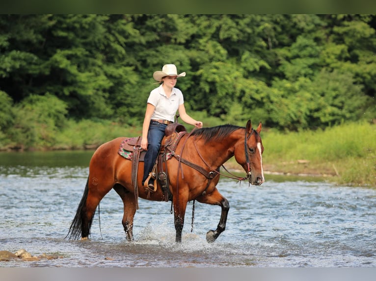 American Quarter Horse Wallach 11 Jahre Rotbrauner in Clarion