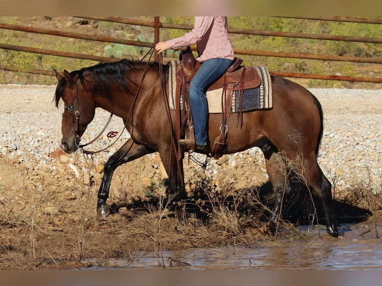 American Quarter Horse Wallach 11 Jahre Rotbrauner in Graham, TX