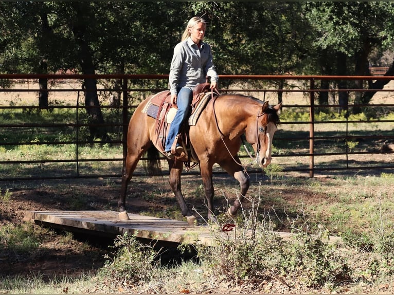 American Quarter Horse Wallach 11 Jahre Rotbrauner in Graham, TX