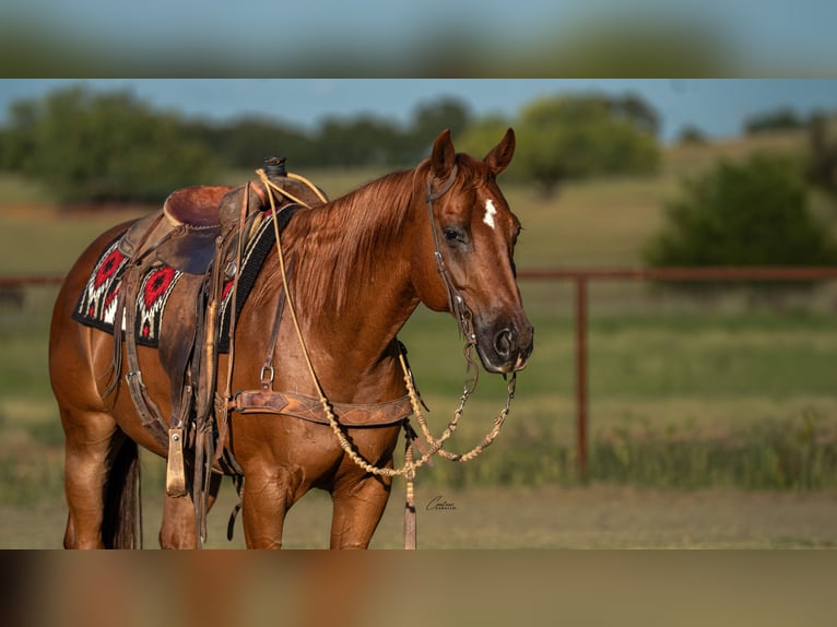 American Quarter Horse Wallach 11 Jahre Rotfuchs in Fort Worth