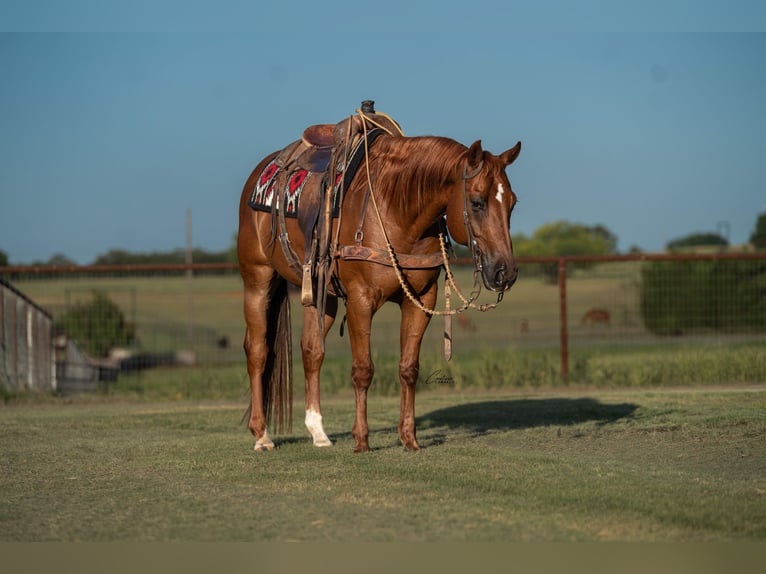 American Quarter Horse Wallach 11 Jahre Rotfuchs in Fort Worth