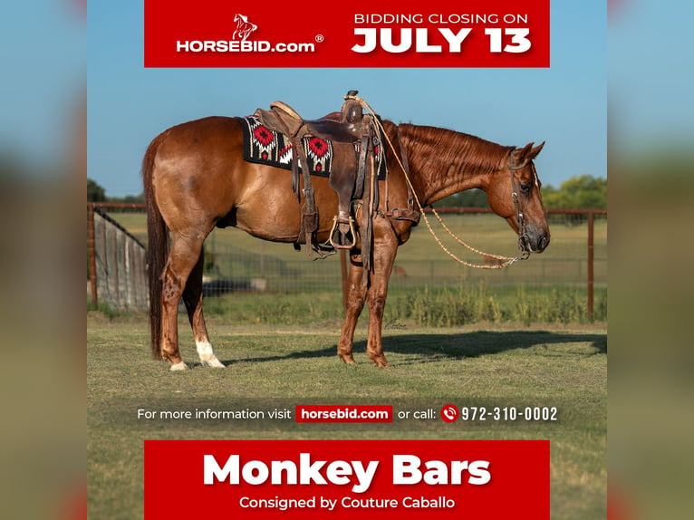 American Quarter Horse Wallach 11 Jahre Rotfuchs in Fort Worth