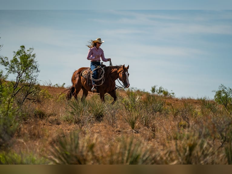 American Quarter Horse Wallach 11 Jahre Rotfuchs in Canyon