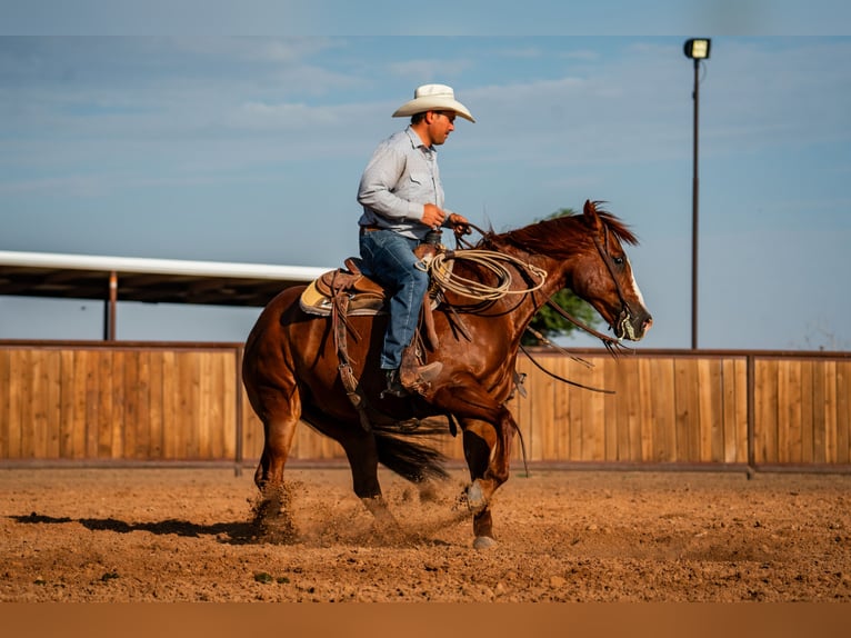 American Quarter Horse Wallach 11 Jahre Rotfuchs in Canyon