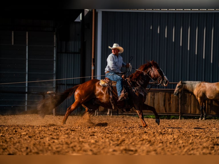 American Quarter Horse Wallach 11 Jahre Rotfuchs in Canyon