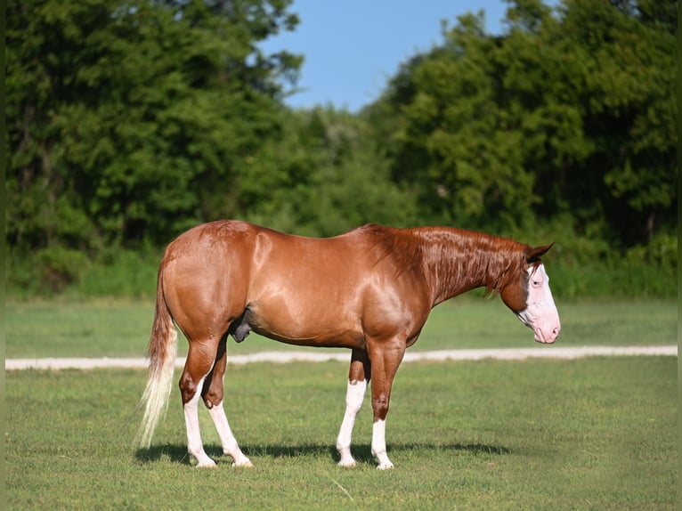 American Quarter Horse Wallach 11 Jahre Rotfuchs in Waco