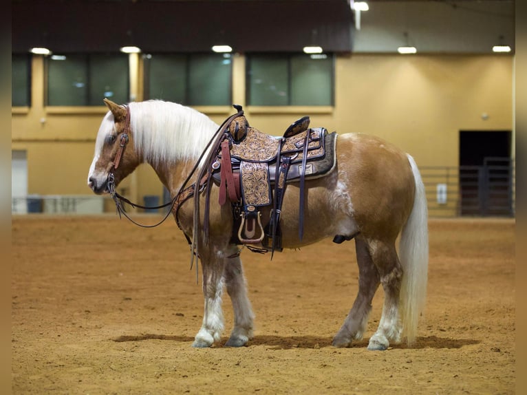 American Quarter Horse Wallach 11 Jahre Rotfuchs in Rusk TX