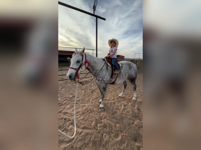 American Quarter Horse Wallach 11 Jahre Schimmel in Canyon