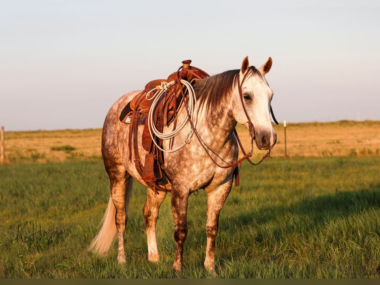 American Quarter Horse Wallach 11 Jahre Schimmel in Canyon