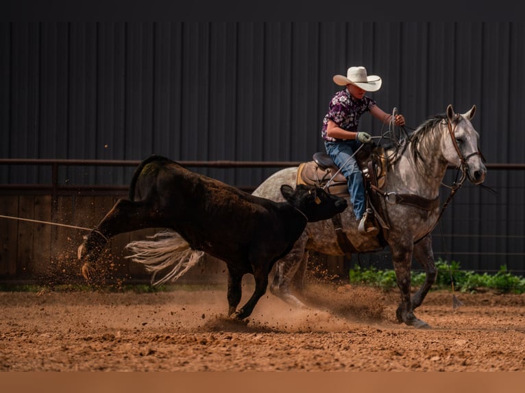 American Quarter Horse Wallach 11 Jahre Schimmel in Canyon
