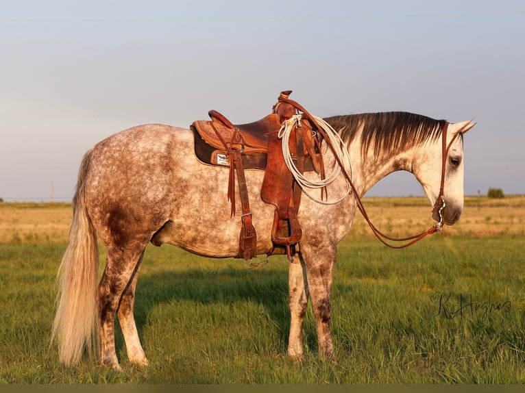 American Quarter Horse Wallach 11 Jahre Schimmel in Canyon