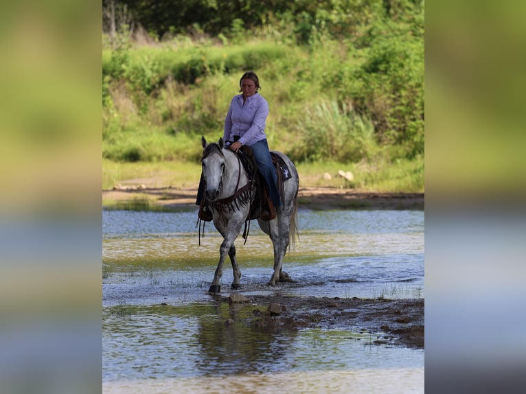 American Quarter Horse Wallach 11 Jahre Schimmel in Stephenville