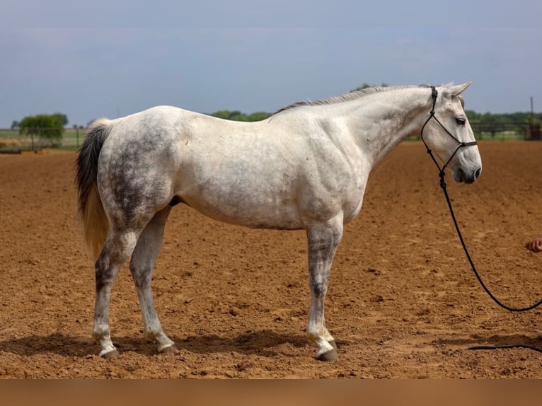 American Quarter Horse Wallach 11 Jahre Schimmel in Stephenville