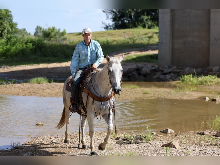American Quarter Horse Wallach 11 Jahre Schimmel in Stephenville