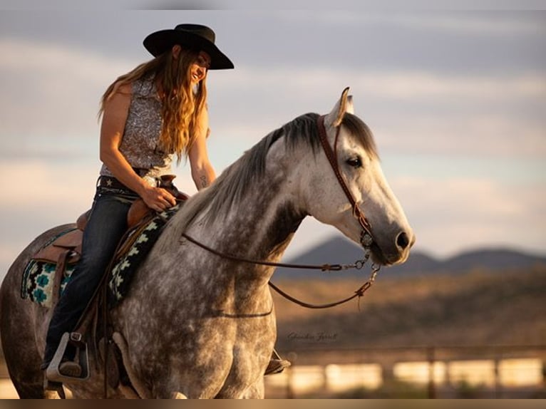 American Quarter Horse Wallach 11 Jahre Schimmel in Wickenburg