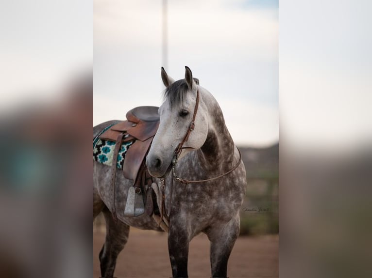 American Quarter Horse Wallach 11 Jahre Schimmel in Wickenburg