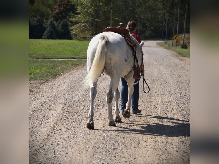 American Quarter Horse Wallach 11 Jahre Schimmel in Saint Joe American Quarter Horse Wallach 11 Jahre Schimmel in Saint Joe
