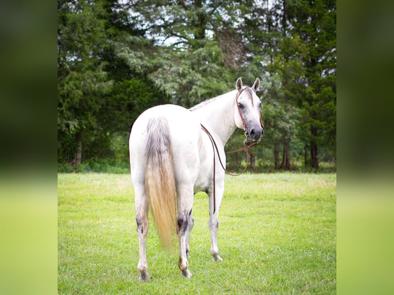 American Quarter Horse Wallach 11 Jahre Schimmel in GREENVILLE, KY