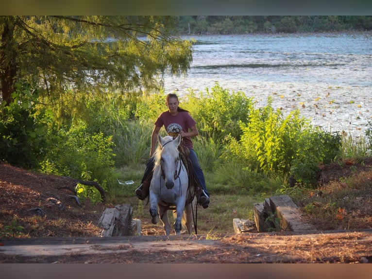 American Quarter Horse Wallach 11 Jahre Schimmel in Rusk TX