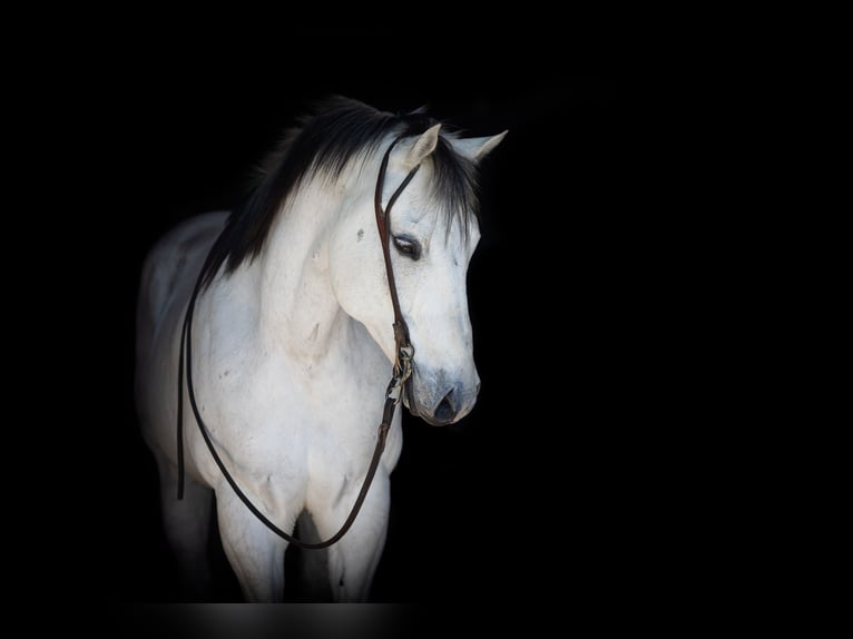 American Quarter Horse Wallach 11 Jahre Schimmel in weatherford TX