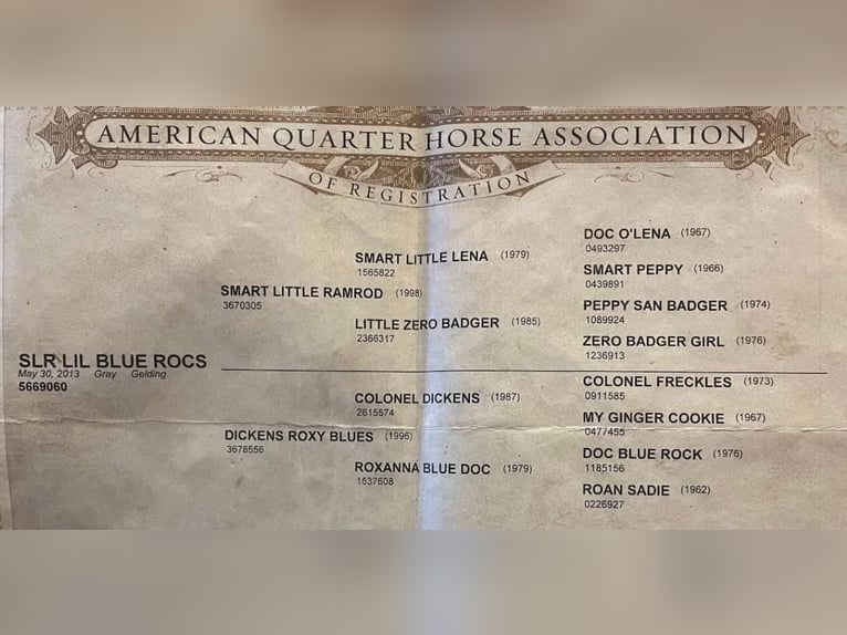American Quarter Horse Wallach 11 Jahre Schimmel in Sweet Springs MO