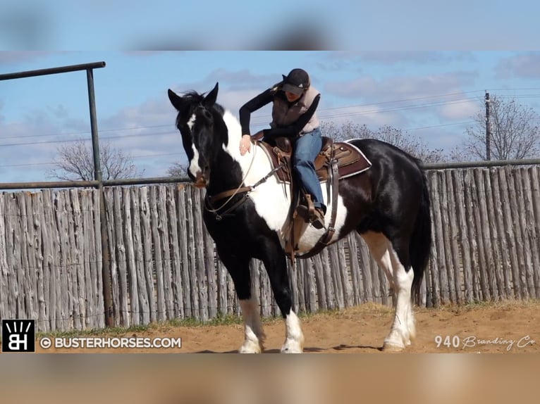 American Quarter Horse Wallach 11 Jahre Tobiano-alle-Farben in Weatherford TX