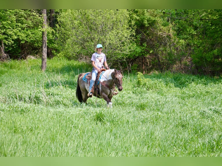 American Quarter Horse Wallach 11 Jahre Tobiano-alle-Farben in Highland MI