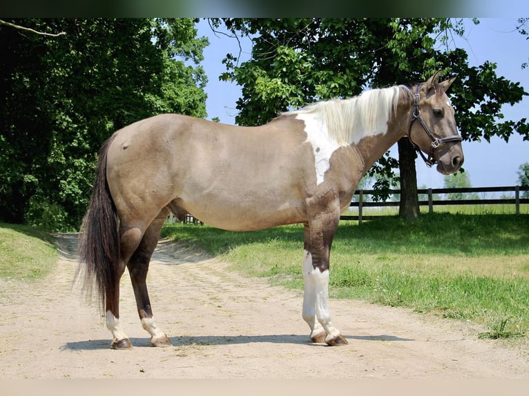 American Quarter Horse Wallach 11 Jahre Tobiano-alle-Farben in Highland MI