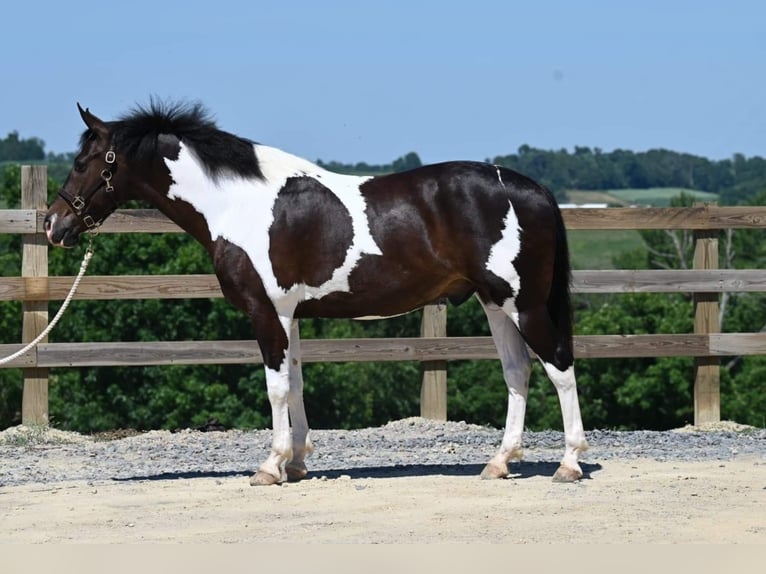 American Quarter Horse Wallach 11 Jahre Tobiano-alle-Farben in Millersburg OH