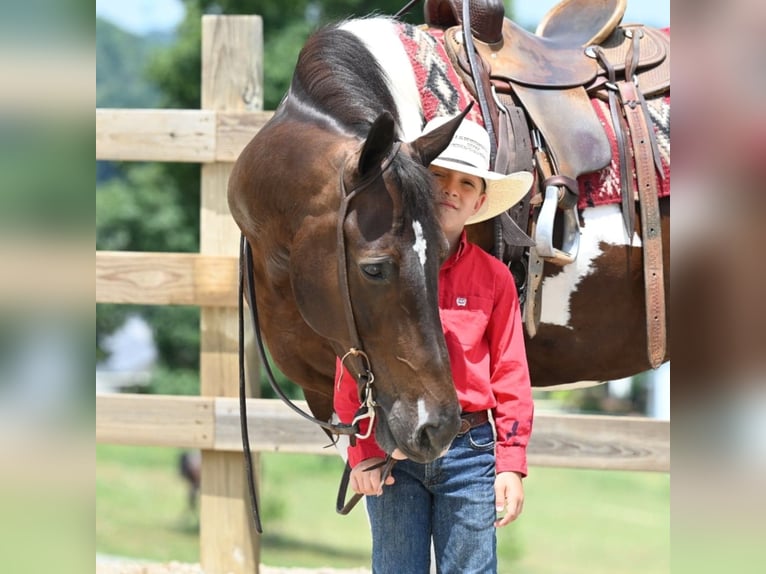 American Quarter Horse Wallach 11 Jahre Tobiano-alle-Farben in Millersburg OH