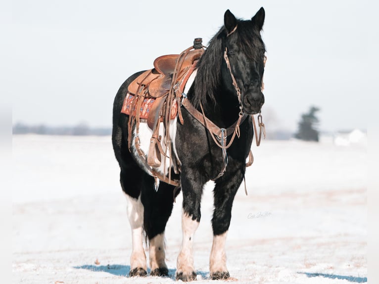 American Quarter Horse Wallach 11 Jahre Tobiano-alle-Farben in Fieldon IA