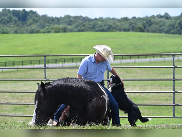 American Quarter Horse Wallach 11 Jahre Tobiano-alle-Farben in Jackson OH