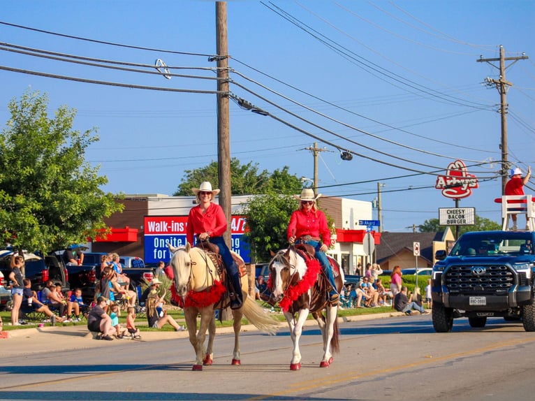 American Quarter Horse Wallach 11 Jahre Tobiano-alle-Farben in Stephenville TX
